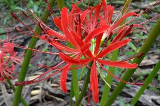 彼岸花的花语是什么?