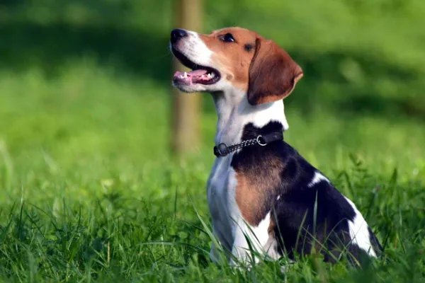 比格犬智商是怎么排名的？