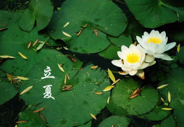 谷雨后面是什么节气 谷雨下一个是什么节气