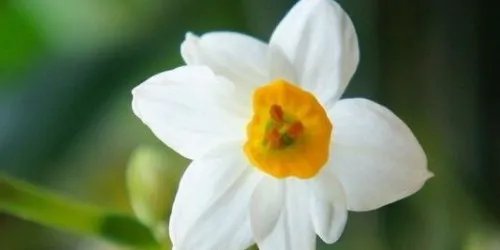 关于水仙花的传说有哪些？