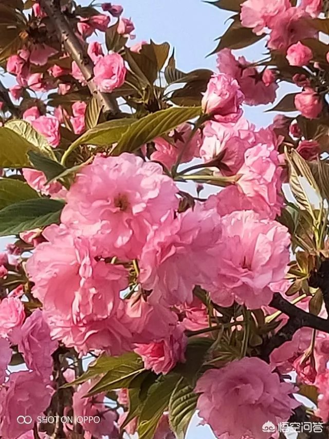 女孩子经常拍花的照片给我看是什么意思？