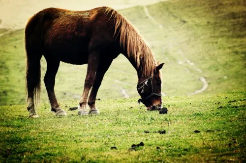 1942年属什么生肖属相 1942年的属马的是什么命