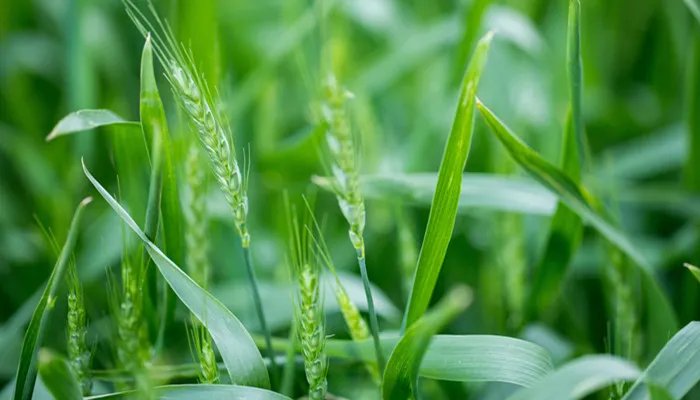 小满节气的特点和风俗 小满节气的特点和风俗是什么