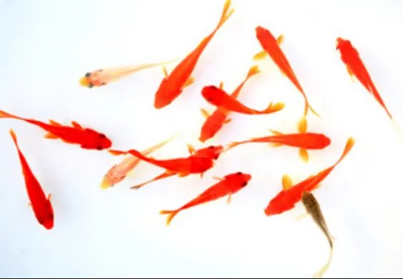 晚上做梦梦到鱼好吗 做梦梦到鱼是什么征兆