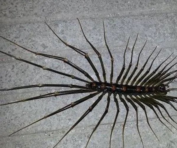 草鞋底子的虫子学名叫什么 会钻进耳朵里太恐怖了