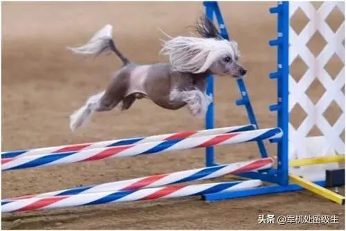 世界上最丑的十大动物排名？