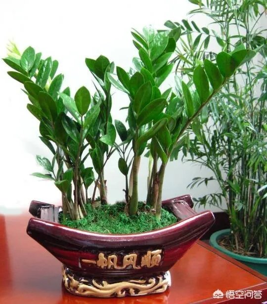 金钱树该怎么养？