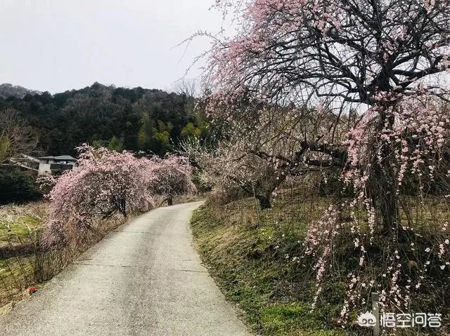 请问最近有没有去过高野山的朋友?
