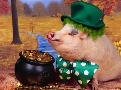 2022猪运势及运程,2022年属猪人的全年运势