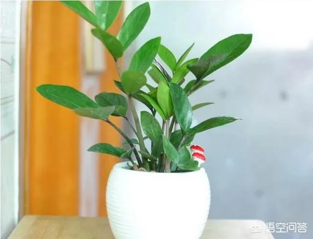 金钱树该怎么养？