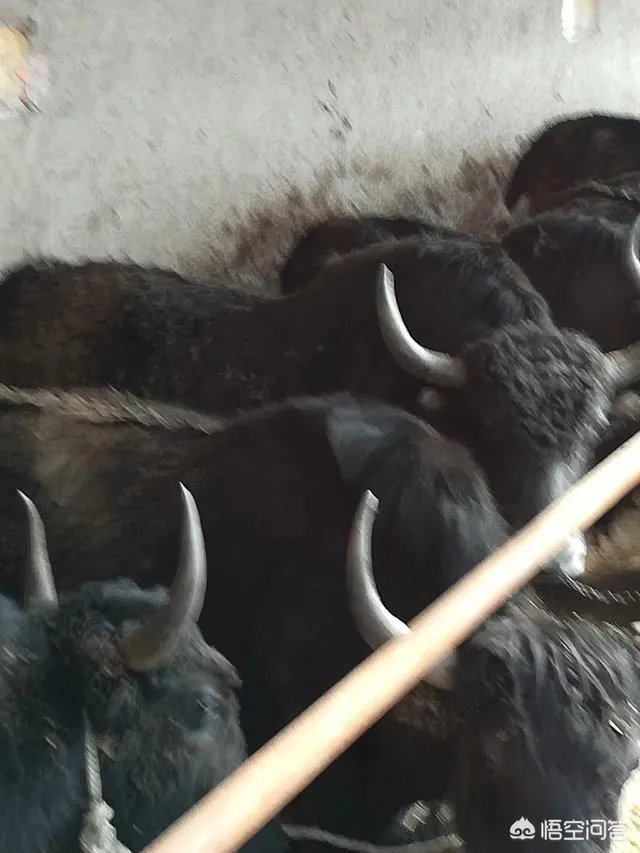 正宗的西藏牦牛肉多少钱一斤？