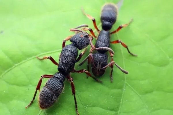 世界上最强的十大蚂蚁，火红蚁曾入侵美国，第四可当宠物养