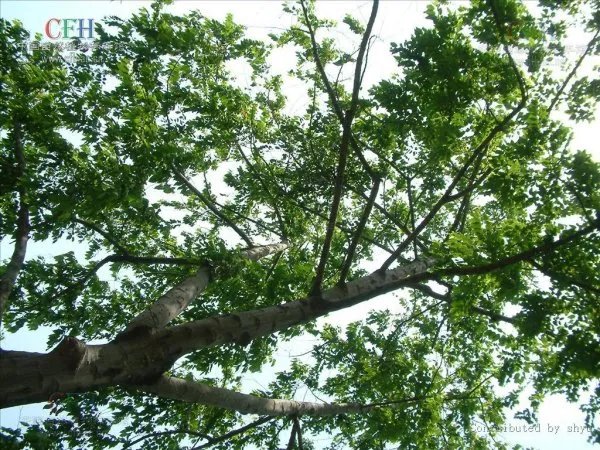 依兰香的样子长什么样？30字