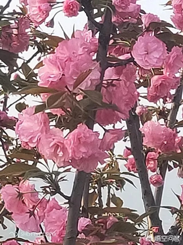 女孩子经常拍花的照片给我看是什么意思？