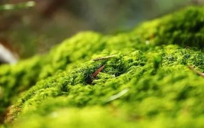 大自然的奥秘作者是谁?