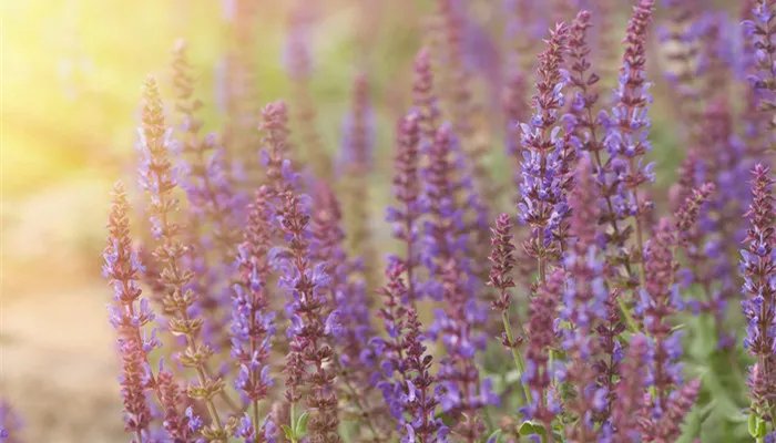 驱蚊植物有哪些 哪些植物驱蚊