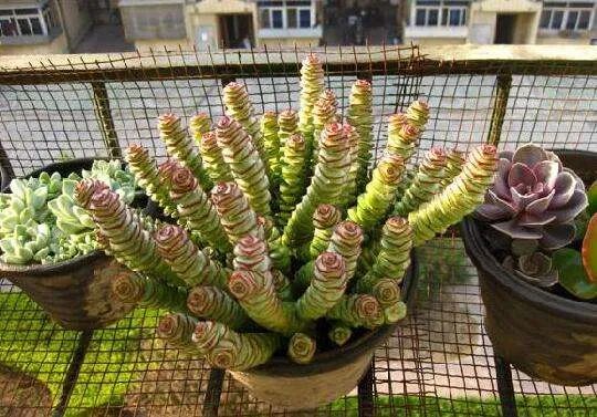 钱串子花养殖方法和注意事项