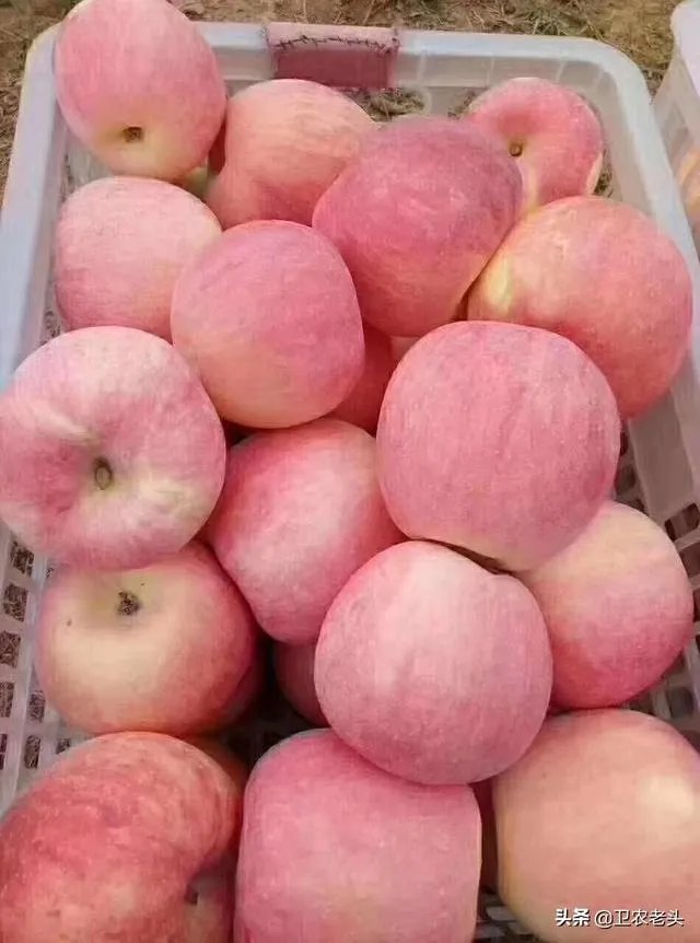 进入9月份了中晚熟水果陆续进入成熟采摘期，可是今年的水果价格怎么这么低？