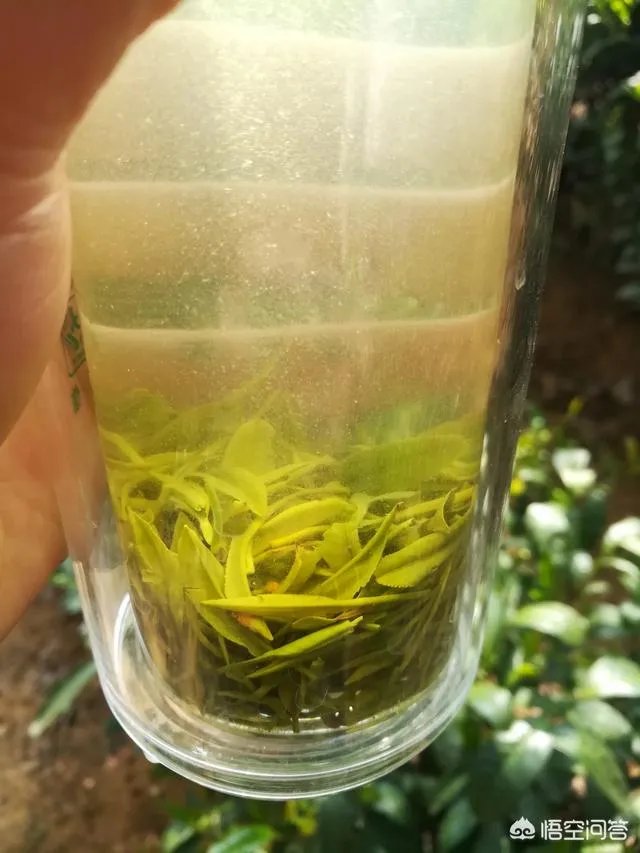 信阳的茶叶有什么特点？