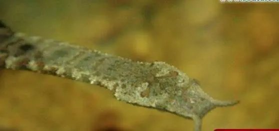 世界上最快的蛇，钓鱼蛇捕鱼速度0.001秒