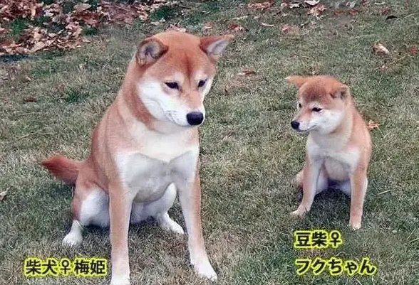 豆柴犬和柴犬的区别