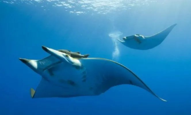 蝠鲼鱼和鳐鱼看起来极为相似,但却有着哪些不同特点?