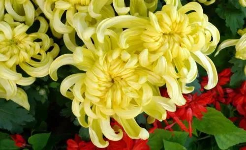 春夏秋冬各有什么花 四季代表性的花卉是什么