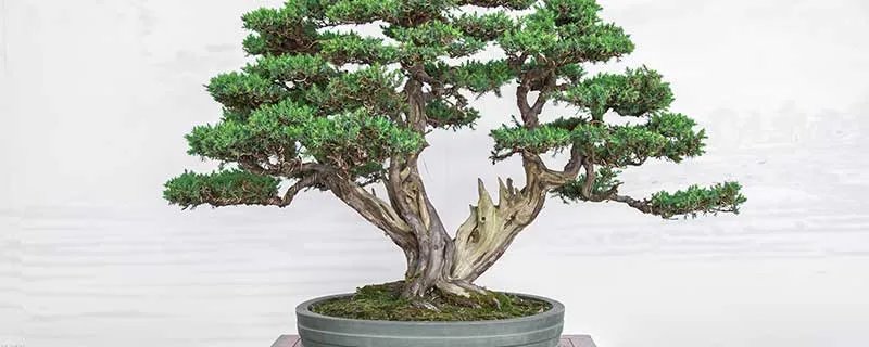 榕树的养殖方法和注意事项 榕树的养殖方法