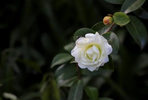 山茶花花语  山茶花代表什么象征意义