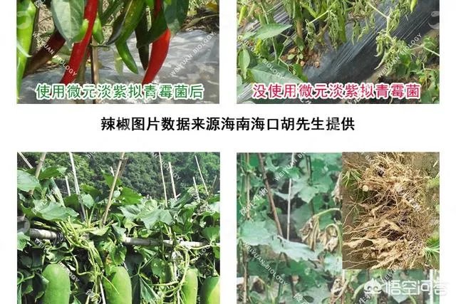 淡紫拟青霉能在温度零下时使用吗？