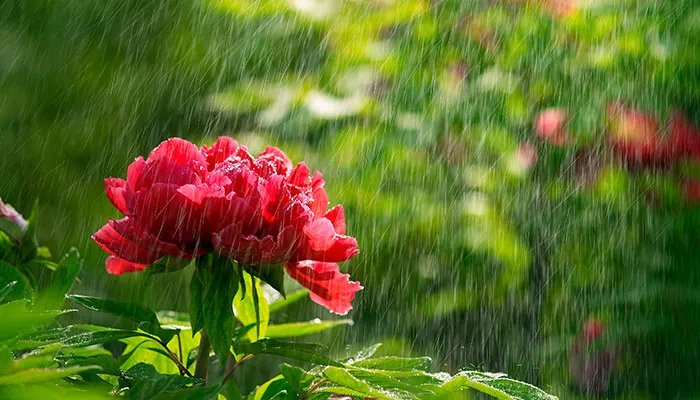 洛阳牡丹什么时候开 洛阳牡丹的开花时间