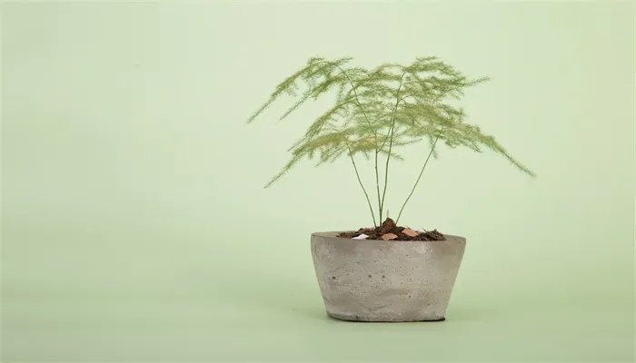 养殖文竹的方法 文竹的养殖方法和注意事项