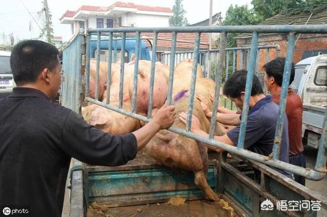 2018年下半年生猪价格走势