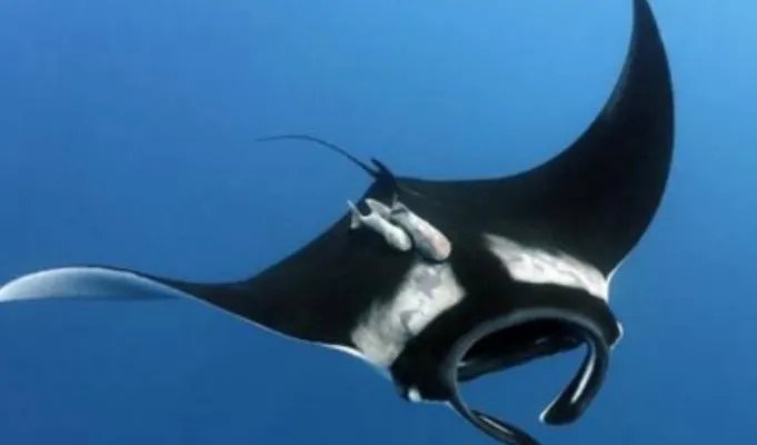 蝠鲼鱼和鳐鱼看起来极为相似，但却有着哪些不同特点？