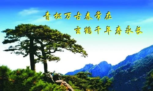 松柏的象征意义是什么 松柏有哪些种类