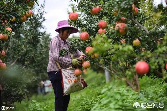 进入9月份了中晚熟水果陆续进入成熟采摘期，可是今年的水果价格怎么这么低？