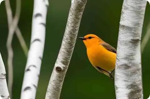 【乖离】的意思是什么？【乖离】是什么意思？