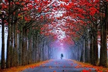 木棉花象征着什么？花语是？