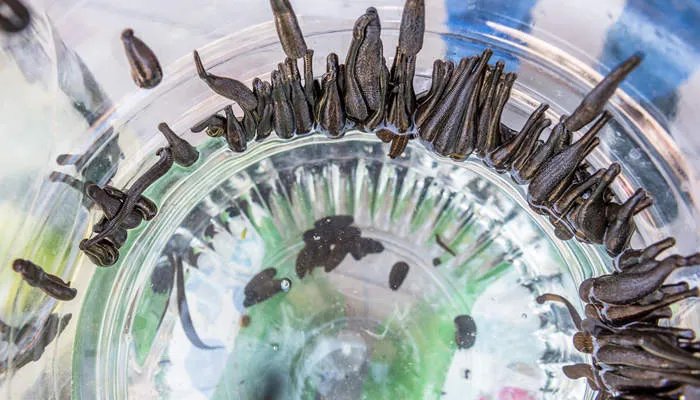 蚂蝗吃什么 蚂蝗以什么为食