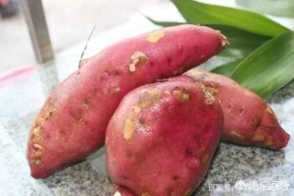 地瓜苗什么时候种？