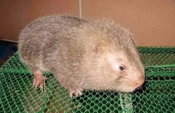 在农村养殖业里什么最净钱