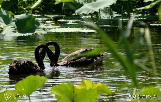 圆明园十大景点介绍？