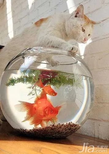 2016年必知的养鱼风水大全(图)