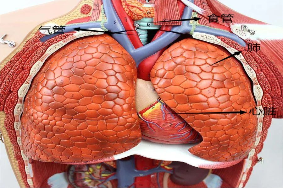胸前器官分布图