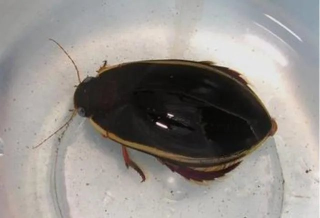 广东人为什么喜欢吃煮“水曱甴（蟑螂）？