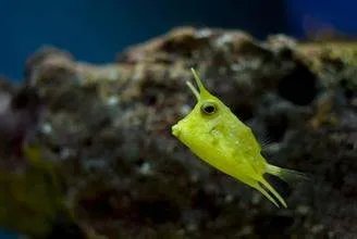 头上长尖角的鱼叫什么图片