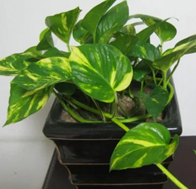 绿萝怎么扦插(带图)