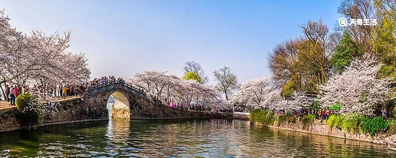 樱花的花语是什么
