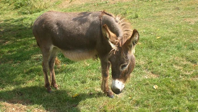 驴肉的营养价值