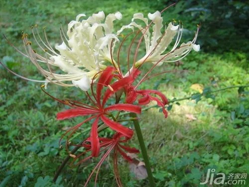 彼岸花的传说与花语 彼岸花的图片赏析